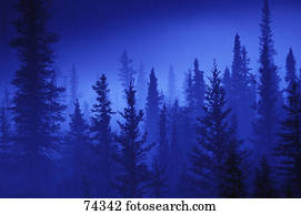 Treetops in the mist