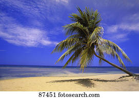 vista, de, oceânicos, de, praia, com, árvore palma