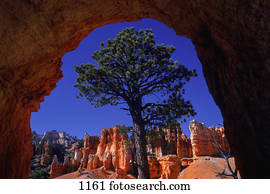 árvore, visto, de, caverna, em, deserto