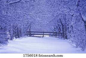 árvores, em, inverno