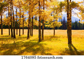 árvores, em, outono