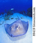 Sting ray on sea floor