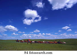 vaqueiros, herding, cavalos, ligado, gramado