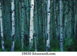Forest of poplar tree trunks