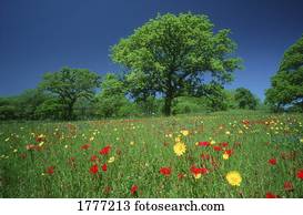 flores selvagens, crescendo, em, campo, perto, fredericksburg, texas, eua.