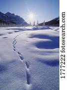 Footprints in the snow, Banff National Park, Alberta, Canada