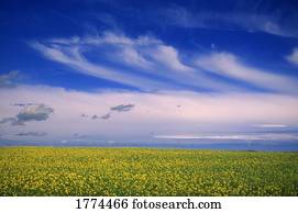 paisagem, de, campo, e, céu