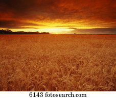 pôr do sol, sobre, trigal