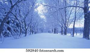 Snowy rural forest scene