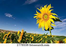 um, campo girassóis