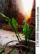 erva daninha, crescendo