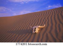 Skull in desert
