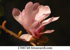 A magnolia blossom