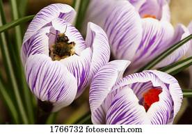 biene, auf, krokus biene, auf, krokus