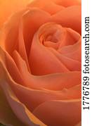 cima, de, um, broto rosa