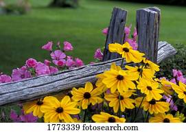 Pink and yellow flowers