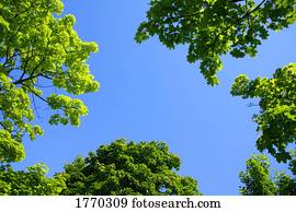 a, céu, através, árvores