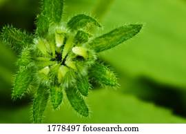 closeup, de, um, broto flor