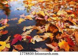 outono sai, ligado, chão