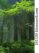 Trees, mist and sunbeams