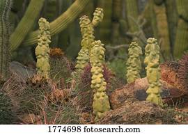 Variety of cacti
