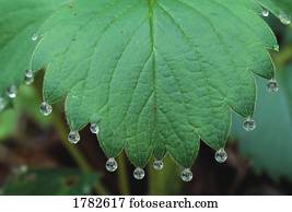 água, gotas, penduradas, de, sugestões, de, um, primavera, folha