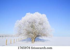 árvores, em, inverno