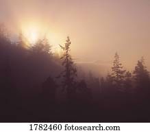 Foggy tree tops at sunrise