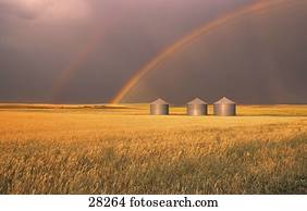 regenbogen, hinüber, weizen- feld