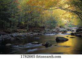 rio, fluir, sobre, pedras, e, ramos, entre, coloridos, folhagem baixa