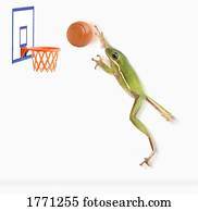 Frog playing basketball