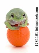 rã, ligado, um, bola golfe