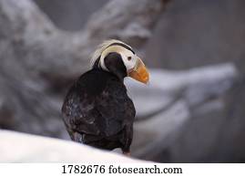A tufted puffin sitting on rocks at the Sea Life Center