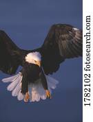 Bald eagle hovering in the air