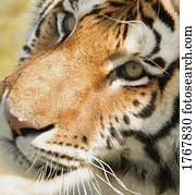 closeup, közül, egy, tiger's, arc