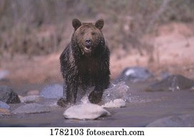Grizzly bear running