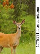 jovem, femininas, veado