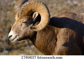 perfil, de, um, ovelha chifre grande