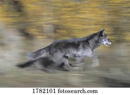 um, pretas, lobo, corrida