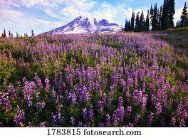 prado, de, flores roxas, florescer, paraisos, parque, vale, monte parque nacional chuvoso