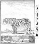 Flora & Fauna - line art - an 18th century engraving Animal South American Wild Cat. This image ...