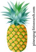 Pineapple Single Pineapple Single