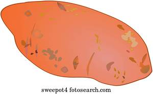 Drawing of Sweet Potato x21293193 - Search Clipart, Illustration, Fine