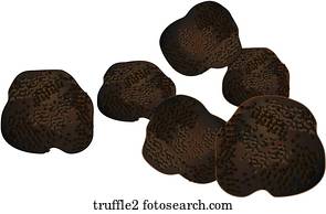 Truffles Truffles