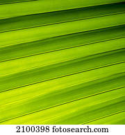 Palm leaf 