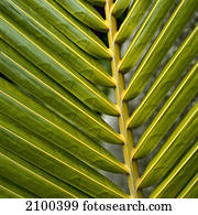Palm leaf 