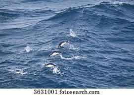 Macaroni penguins, Eudyptes chrysolophus, swimming in South Atlantic Ocean 