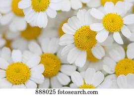 Rahmen Gänseblümchen Stock Bilder und Fotos. 16.510 rahmen