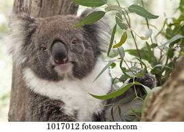 close-up, de, um, koala