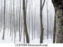 nebuloso, inverno, floresta